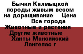 Бычки Калмыцкой породы живым весом на доращивание. › Цена ­ 135 - Все города Животные и растения » Другие животные   . Ханты-Мансийский,Лангепас г.